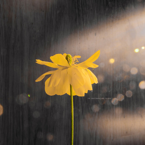 国产黑料绿帽社入口
